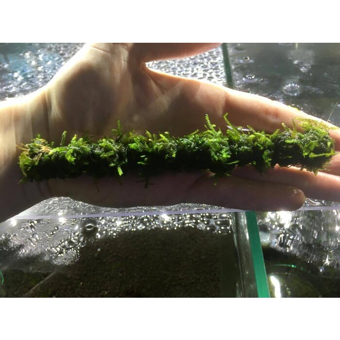 Java moss on bamboo stick