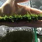 Java moss on bamboo stick