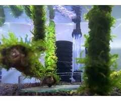 Java moss on bamboo stick