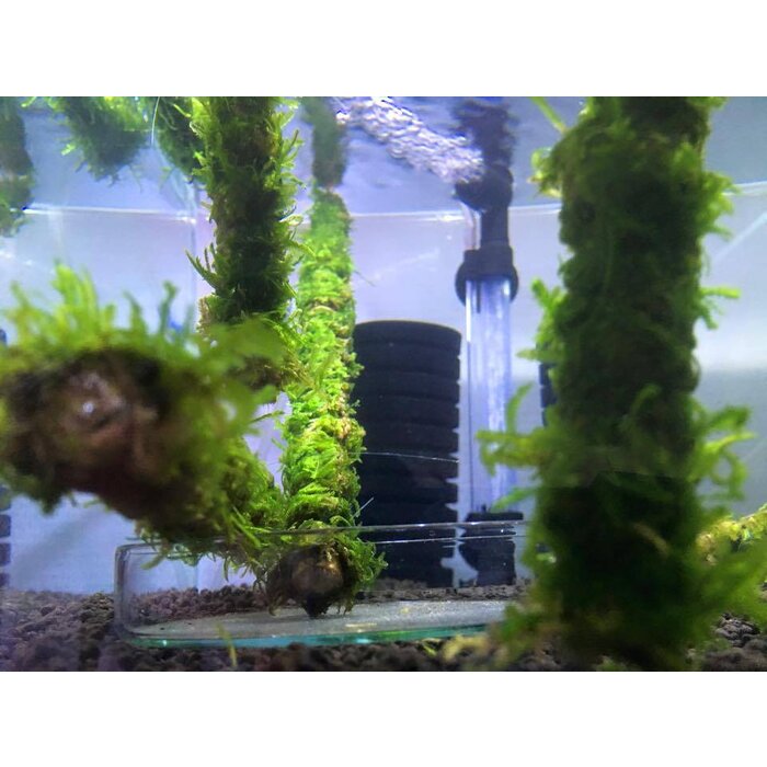 Java moss on bamboo stick