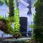 Java moss on bamboo stick