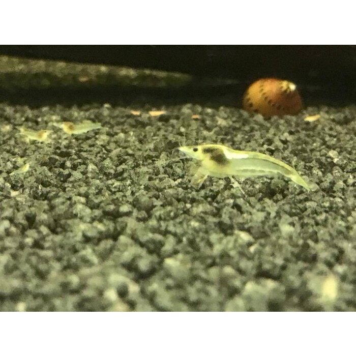 Onlineaquarium spullen Weißperlengarnelen, schöne weiße Färbung