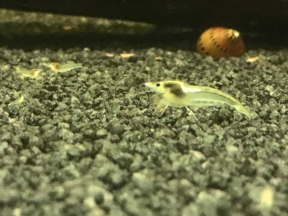Onlineaquarium spullen Weißperlengarnelen, schöne weiße Färbung