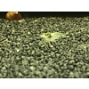 Onlineaquarium spullen White pearl