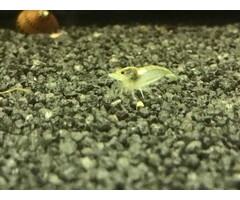 Onlineaquarium spullen Weißperle