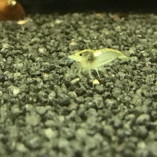 White pearl shrimp