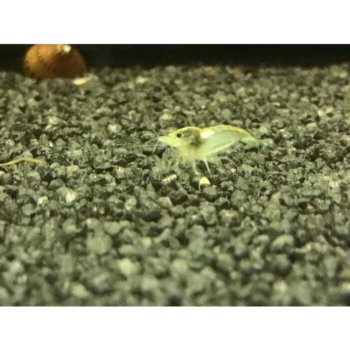 Onlineaquarium spullen Weißperlengarnelen, schöne weiße Färbung
