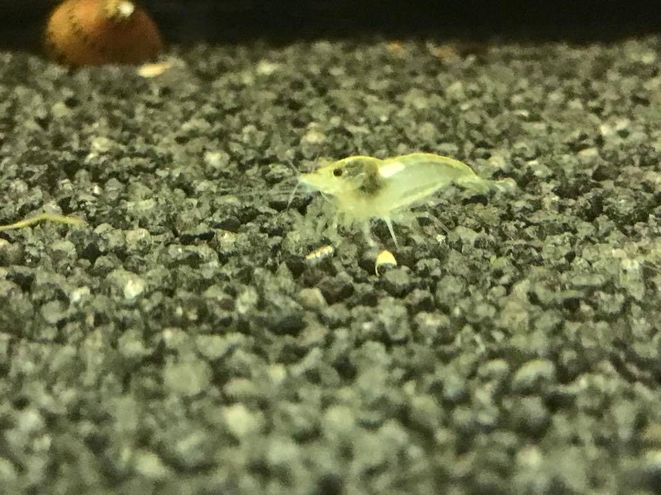 Onlineaquarium spullen Weißperlengarnelen, schöne weiße Färbung