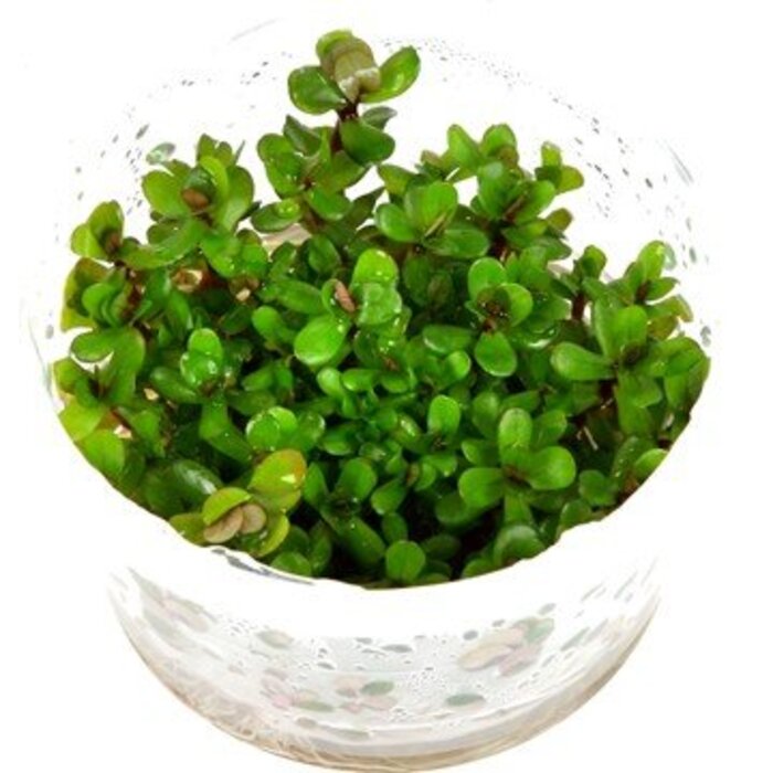 Tropica Rotala 'Bonsai' - In vitro cup Aquarium plant