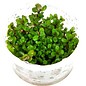 Tropica Rotala 'Bonsai' - In vitro cup