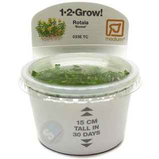 Tropica Rotala 'Bonsai' - In vitro cup Aquarienpflanze