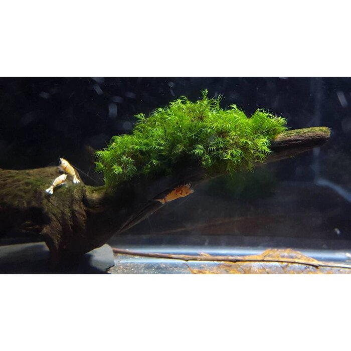 Tropica Fissidens Fontanus on mat