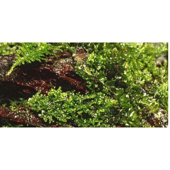 Tropica Coral moss on mat