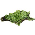 Tropica Coral moss on mat