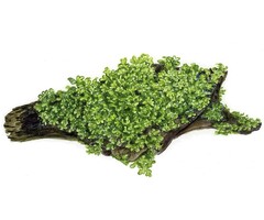 Tropica Koralmoos auf Matte