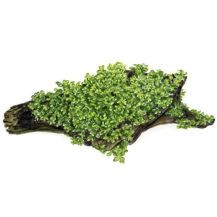 Tropica Coral moss on mat