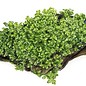 Tropica Coral moss on mat