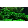 Tropica Fissidens fontanus auf Matte