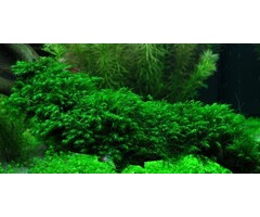 Tropica Fissidens fontanus auf Matte