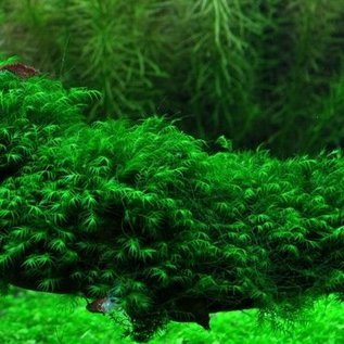 Tropica Fissidens fontanus auf Matte