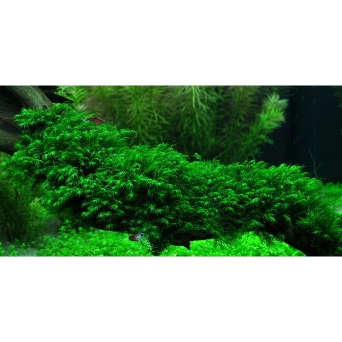 Tropica Fissidens Fontanus op mat