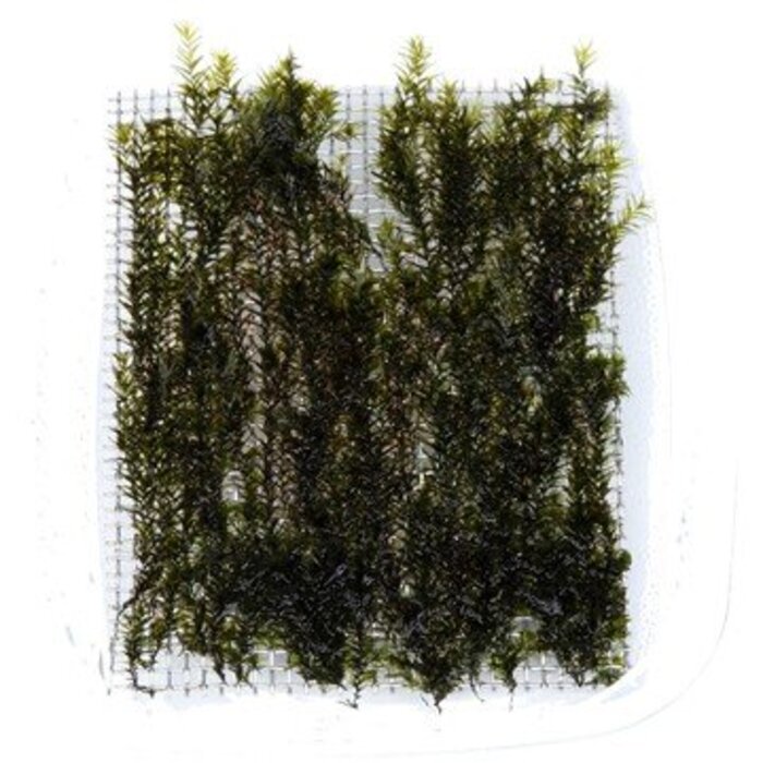 Tropica Fissidens Fontanus op mat