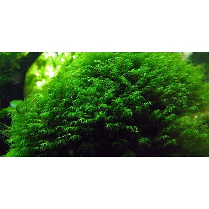 Tropica Fissidens Fontanus on mat