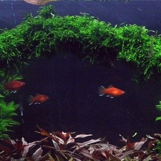 Tropica Weeping moss 20 grams / 150cc