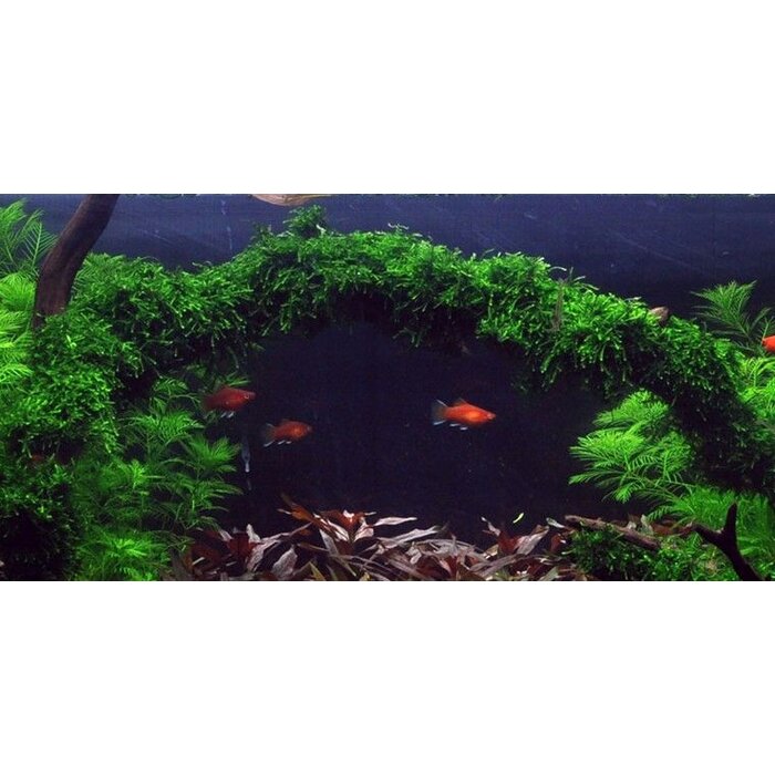 Tropica Weeping moss in 75 of 150 cc cup