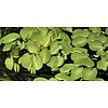 Tropica Salvinia natans - In vitro cup