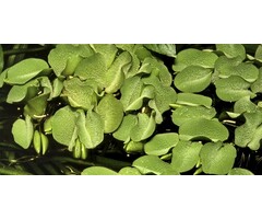 Tropica Salvinia natans - In vitro cup