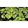 Salvinia natans - In vitro cup