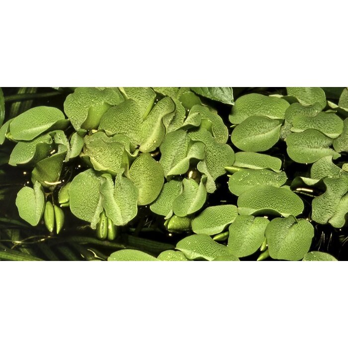 Tropica Salvinia natans - In vitro cup Aquarienpflanze