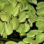 Tropica Salvinia natans - In vitro cup Aquarienpflanze