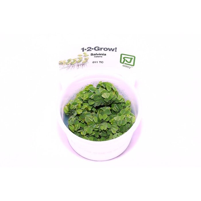 Tropica Salvinia natans - In vitro cup Aquarienpflanze