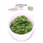 Tropica Salvinia natans - In vitro cup