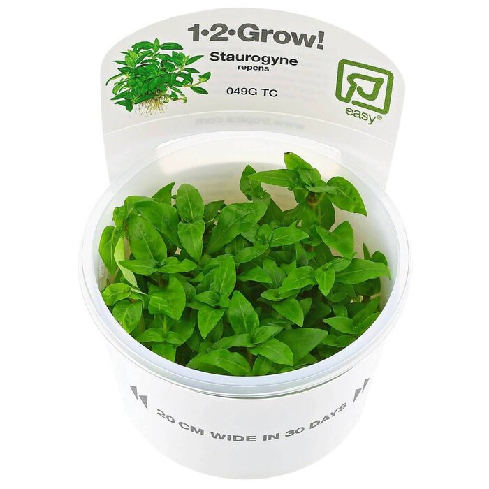 Tropica Staurogyne repens - in vitro cup
