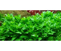 Tropica Staurogyne repens - in vitro cup