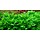Staurogyne repens - in vitro cup