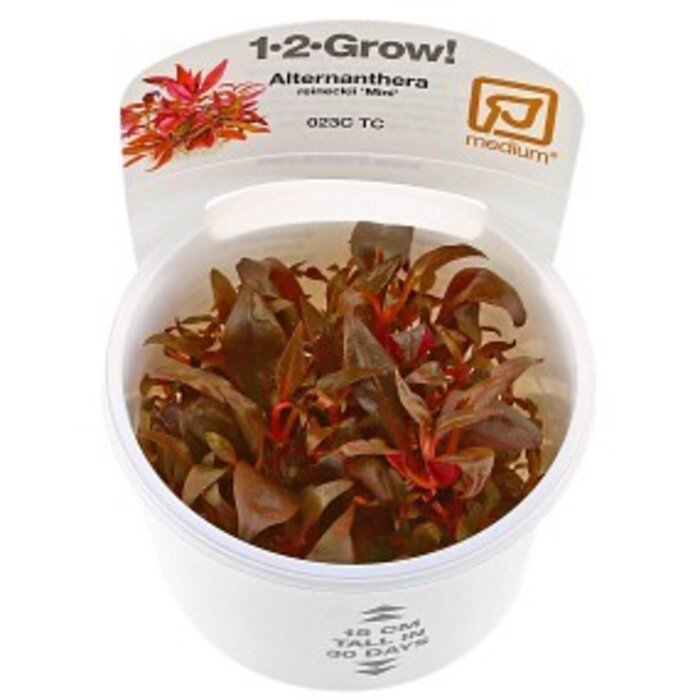Tropica Alternanthera reineckii 'Mini' - In vitro cup