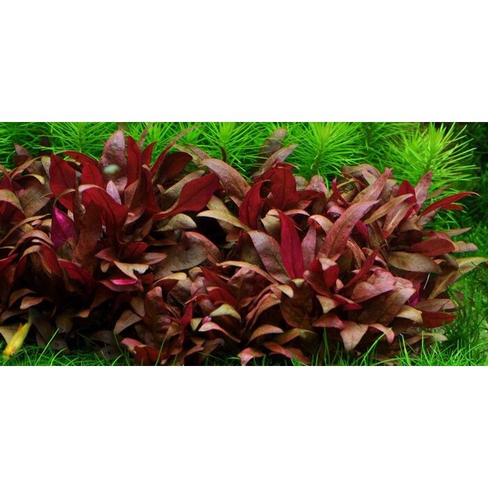 Tropica Alternanthera reineckii 'Mini' - In vitro cup