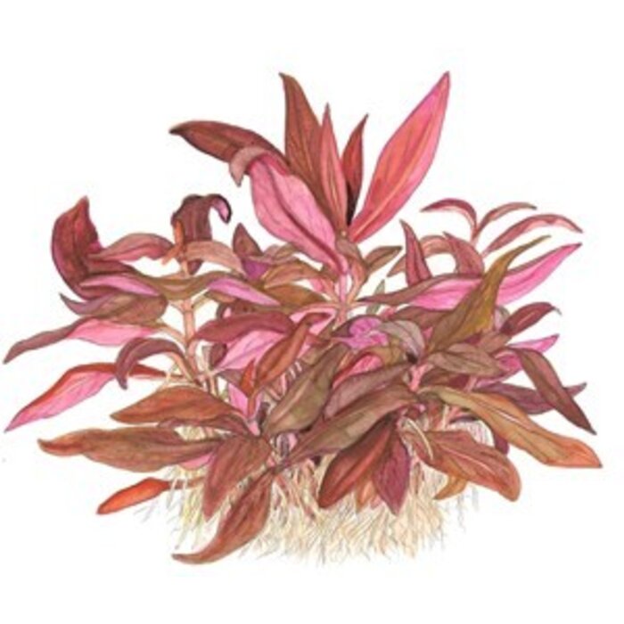 Tropica Alternanthera reineckii 'Mini' - In vitro cup
