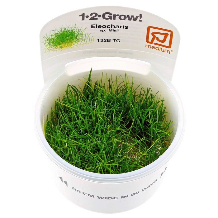 Tropica Eleocharis pusilla 'Mini' dwergnaaldgras - In vitro cup