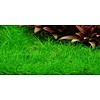 Tropica Eleocharis pusilla 'Mini' - In vitro cup
