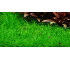 Tropica Dwergnaaldgras - In vitro cup