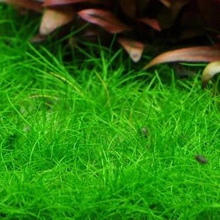 Tropica Dwergnaaldgras - Aquarium gras