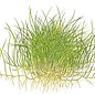 Tropica Dwergnaaldgras - Aquarium gras