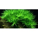 Tropica Heteranthera zosterifolia - In vitro cup