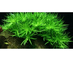 Tropica Heteranthera zosterifolia - In vitro cup