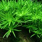 Tropica Heteranthera zosterifolia - In vitro cup